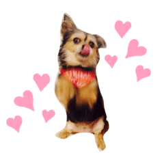 [LINEスタンプ] ここここここここここ