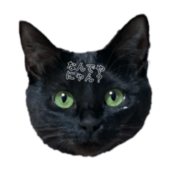 [LINEスタンプ] 黒猫にゃん太くん