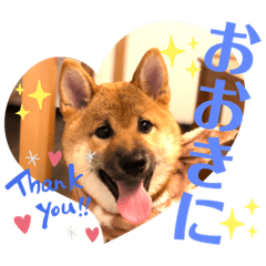 [LINEスタンプ] 柴犬  豆之進 日常スタンプ★【関西弁】