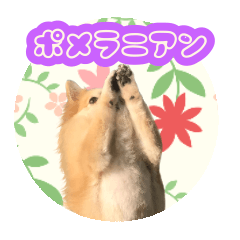 [LINEスタンプ] ポメラニアン（犬/茶色）