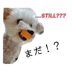 [LINEスタンプ] ちわぷーモコ3