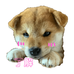 [LINEスタンプ] 豆柴のこしあんつぶあんしろあん