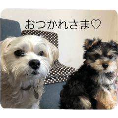 [LINEスタンプ] はなとそらスタンプ