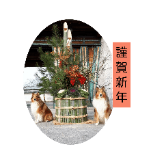[LINEスタンプ] ラフコリーと仲間達日常＆お正月