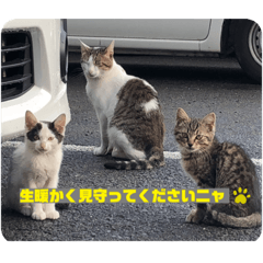 [LINEスタンプ] 生暖かく見守ってくださいニャ