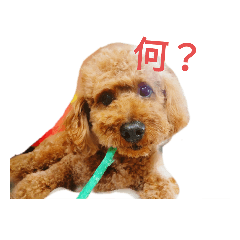 3匹のペット