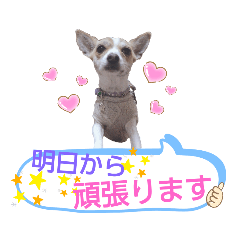 [LINEスタンプ] こむぎの諸事情スタンプ