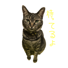 [LINEスタンプ] うちの猫三人衆