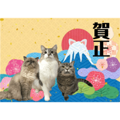 [LINEスタンプ] もちもちファミリーのお正月2