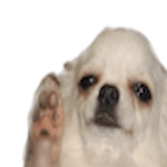[LINEスタンプ] うちの犬たち。。
