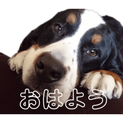 [LINEスタンプ] うーちゃんの日常♡