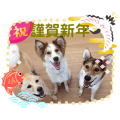 [LINEスタンプ] ピースワンコ保護犬スタンプお正月ver.