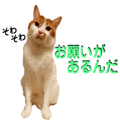 [LINEスタンプ] 猫のフィグ