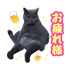 [LINEスタンプ] ブリティッシュショートヘア★ちび