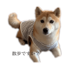 [LINEスタンプ] 柴犬 ユッズ5
