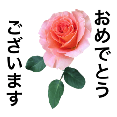[LINEスタンプ] yasuおばさんの薔薇言葉 R1