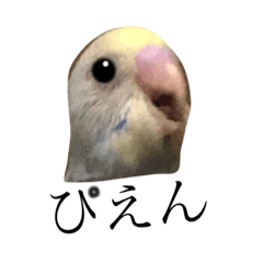 [LINEスタンプ] ボンのいる生活