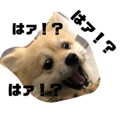 [LINEスタンプ] 岡山犬ポメ こてつの日常スタンプ