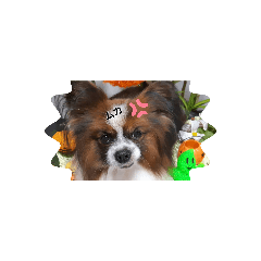 [LINEスタンプ] ワンコ王子シャイちゃん2