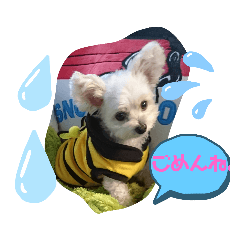 [LINEスタンプ] チワプー、マルプー3