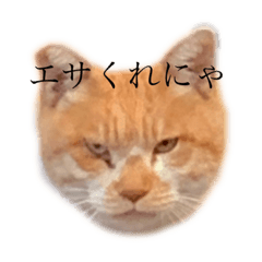 [LINEスタンプ] 野良にゃんちゅう