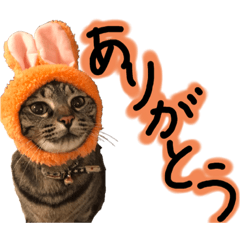 [LINEスタンプ] うちの猫三人衆 2