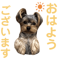 [LINEスタンプ] ヨークシャテリア マセ