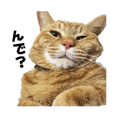 [LINEスタンプ] 貫禄の猫。シンバ。