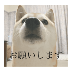 [LINEスタンプ] 柴犬ユッズ3