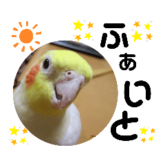 [LINEスタンプ] インコのスタンプ《その4》