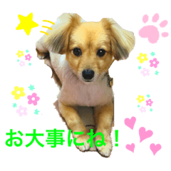 [LINEスタンプ] クウタのスタンプ