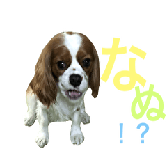 [LINEスタンプ] キャバリア 〈そら☁️〉➁