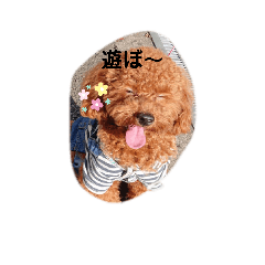 [LINEスタンプ] こたのあいさつスタンプ
