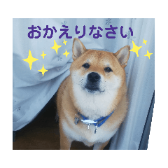 [LINEスタンプ] シバココ日和  6