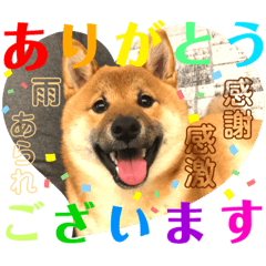 [LINEスタンプ] 柴犬  豆之進 日常STAMP★【関西弁】其の二