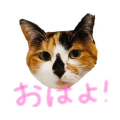 [LINEスタンプ] テトにゃん2