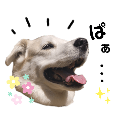 [LINEスタンプ] 我が家のくぅたん2