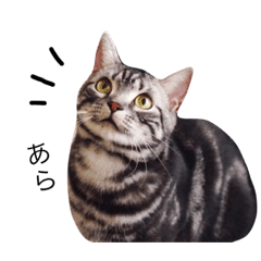 [LINEスタンプ] 猫のゲンゾー