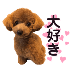 [LINEスタンプ] トイプードルむく助④
