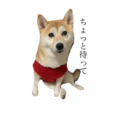 [LINEスタンプ] 柴犬ユッズ4