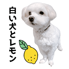 [LINEスタンプ] 白い犬とレモン