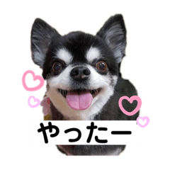 [LINEスタンプ] ブラタンチワワの大和くん