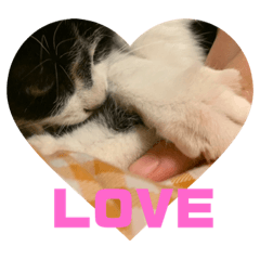 [LINEスタンプ] 子猫ゆず