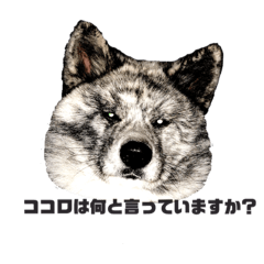 [LINEスタンプ] ライトワーカー犬さくら