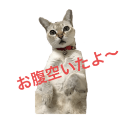 [LINEスタンプ] 猫ちゃんの可愛いスタンプ