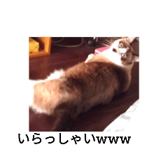 [LINEスタンプ] 猫 シラタマ9