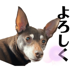 [LINEスタンプ] モカです1の画像（メイン）