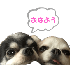 [LINEスタンプ] ちっぷちゃんと愉快ななかまたち