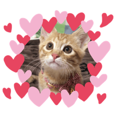 [LINEスタンプ] ちゃんくん日常スタンプ