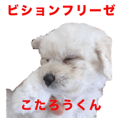 [LINEスタンプ] ビションフリーゼのこたろうくん